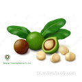 Wielkie rozmiarze orzechy makadamia w Shell Raw